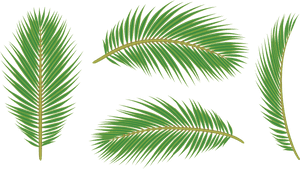 Palm Leaves Png - Transparent Background Palm Leaves Png, Png Download PNG image with transparent background