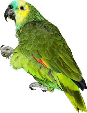 Colorful Parrot Png Download Image - Parrot Images Hd Png PNG image with transparent background