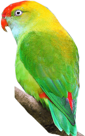 Sri Lanka Hanging-parrot - Sri Lanka Hanging Parrot PNG image with transparent background
