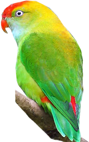 Vibrant Green Parrot Profile PNG Image