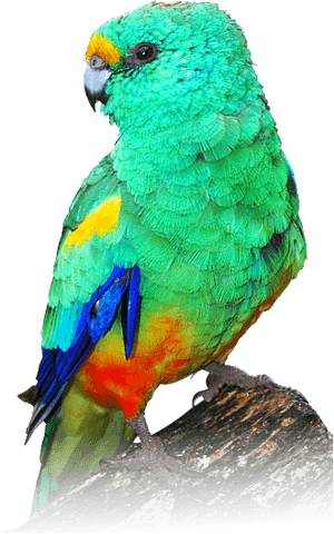 Indian Parrot Png - Mulga Parrot Painting PNG image with transparent background