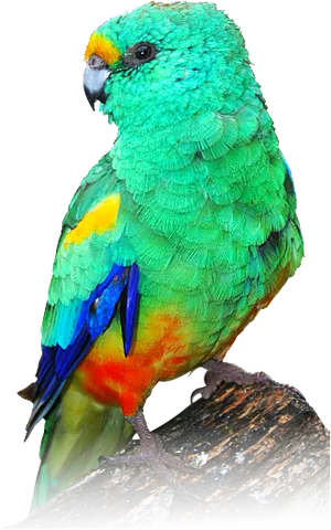 Vibrant Green Parroton Perch PNG Image