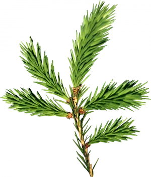 Vibrant Green Pine Branch PNG Image