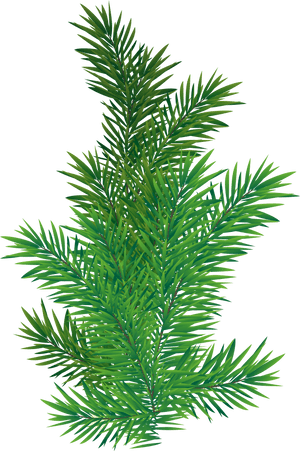 Vibrant Green Pine Branch.png PNG image with transparent background