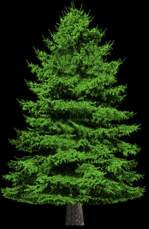 Vibrant Green Pine Tree Isolatedon Black PNG