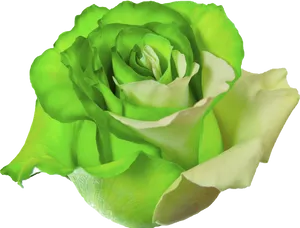 Vibrant Green Rose Isolated.png PNG Image