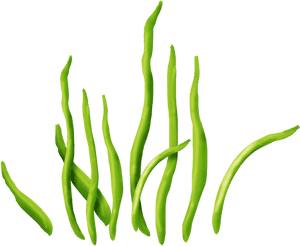 Seaweed Clipart Png - Seaweed On Clear Background, Transparent Png PNG with transparent background
