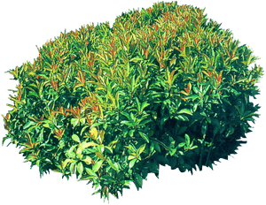 Decorative Bushes Png Download - Tree, Transparent Png PNG with transparent background