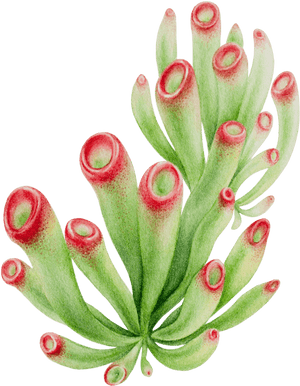 Fire Lily, HD Png Download PNG image with transparent background