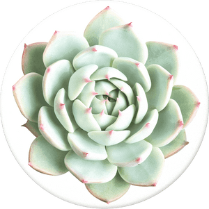 Echeveria Parva Care, HD Png Download PNG image with transparent background