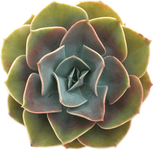 Echeveria 'cassyz Winter - Succulents With Transparent Background, HD Png Download PNG image with transparent background