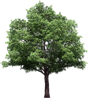 Vibrant Green Tree Black Background PNG Image