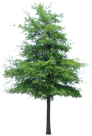 Vibrant Green Tree Isolatedon Black PNG Image