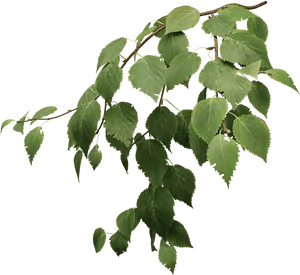 Vibrant Green Tree Leaves Branch PNG Image