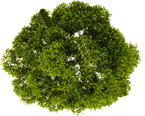 Vibrant Green Tree Top View PNG Image