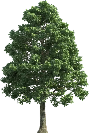 Vibrant Green Treeon Black Background PNG Image