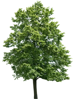 Vibrant Green Treeon Black Background.jpg PNG Image