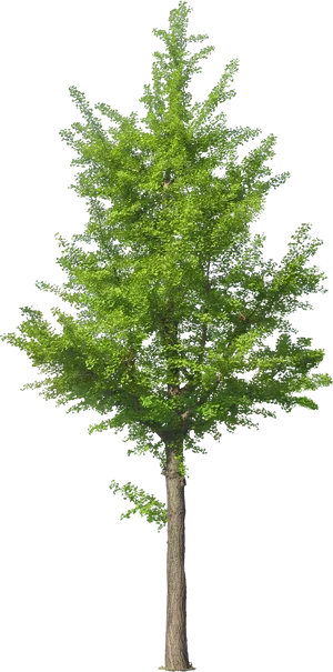 Vibrant Green Treeon Black Background PNG Image