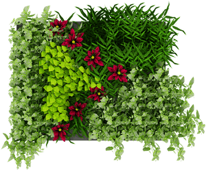 Green, Wall, Leaves, Flowers, Nature - Plant Green Wall Png, Transparent Png PNG image with transparent background