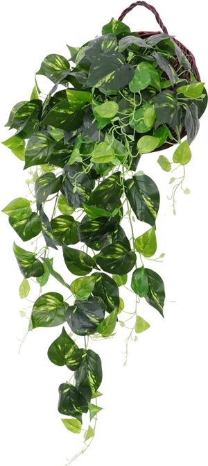 Vibrant Hanging Green Plant.jpg PNG Image