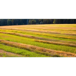 Vibrant Hay Field Png Ldy PNG Image