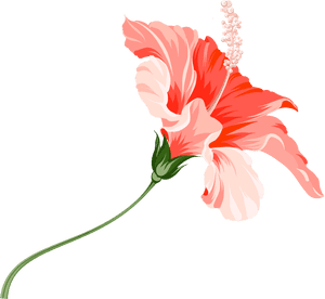 Vibrant Hibiscus Flower Illustration PNG image with transparent background