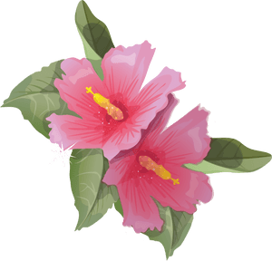 Vibrant Hibiscus Flowers Illustration PNG image with transparent background