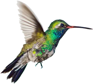 Vibrant Hummingbird In Flight.png PNG Image