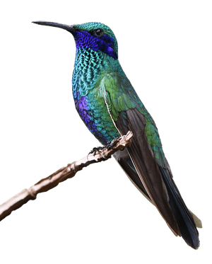 Vibrant Hummingbird Perched PNG image with transparent background