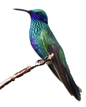 Vibrant Hummingbird Perched PNG Image