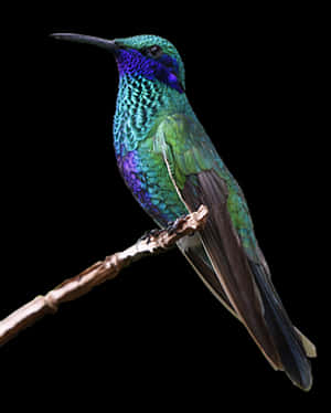 Vibrant Hummingbird Perched PNG image with transparent background