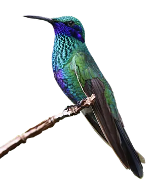 Vibrant Hummingbird Perched PNG Image