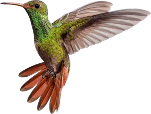 Vibrant Hummingbirdin Flight PNG Image