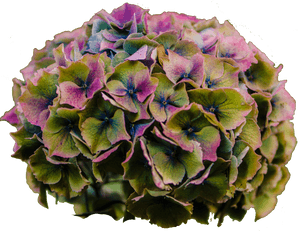 Hydrangea, HD Png Download PNG image with transparent background
