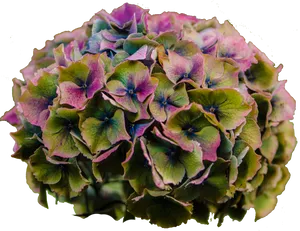 Vibrant Hydrangea Bloom PNG Image