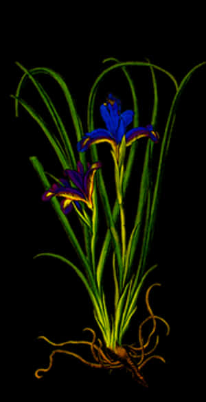 Vibrant Iris Flower Art PNG image with transparent background