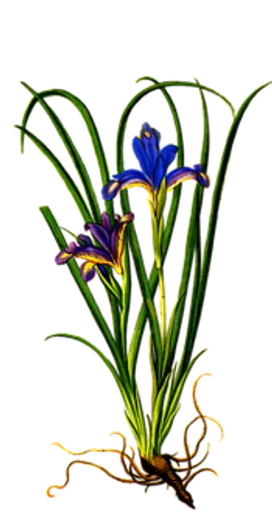 Vibrant Iris Flower Art PNG Image