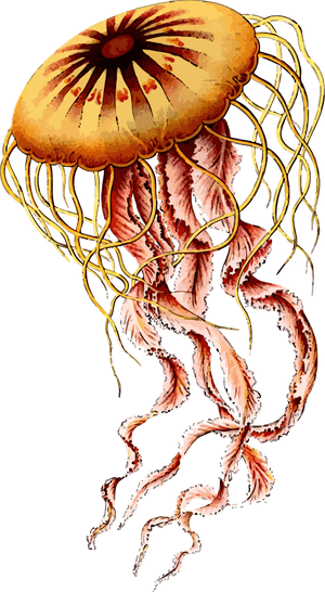 Transparent Clipart Of Jellyfish - Jellyfish Ernst Haeckel Art, HD Png Download PNG image with transparent background