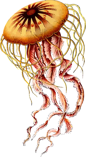 Vibrant_ Jellyfish_ Illustration.png PNG Image