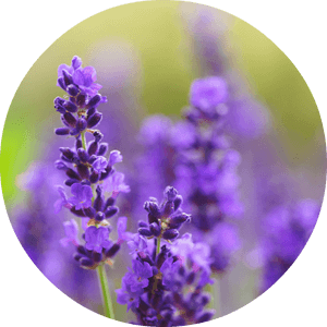 Vibrant Lavender Blooms PNG image with transparent background