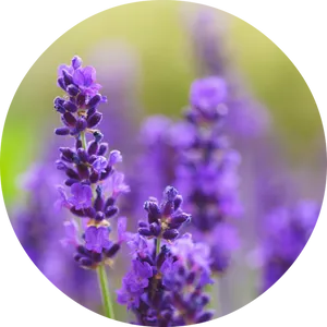 Vibrant Lavender Blooms PNG Image