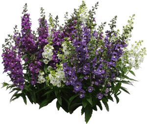 Vibrant Lavender Bouquet.png PNG image with transparent background