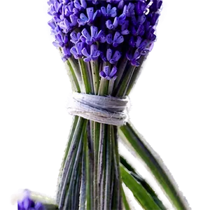 Vibrant Lavender Close-up Png 68 PNG Image