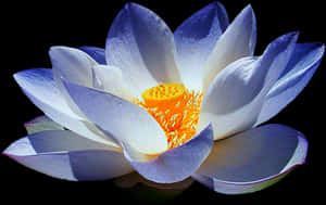 Blue Lotus Png Vector Black And White Library - Blue Lotus Flower Png, Transparent Png PNG image with transparent background
