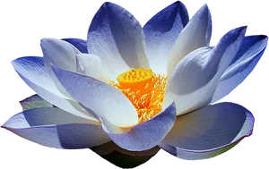 Vibrant Lotus Bloom PNG Image