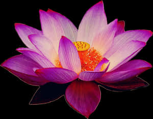 Lotus Png Images Transparent Background - Lotus Flower Png Transparent, Png Download PNG image with transparent background