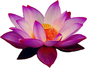 Vibrant Lotus Flower Bloom PNG Image