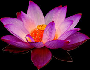 Lotus Flower Png - Purple Lotus Flower Png, Transparent Png PNG image with transparent background