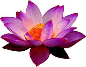 Vibrant Lotus Flower PNG Image