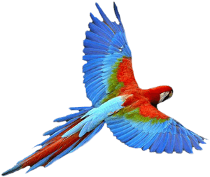 Macaw-flying - Parrot Transparent PNG image with transparent background